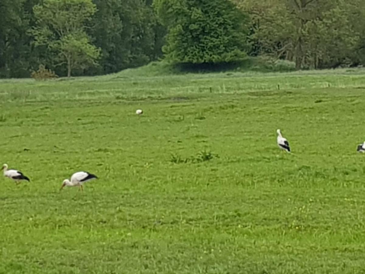 Beim Bracksee * Wischhafen